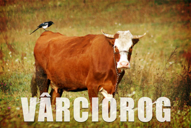 Vârciorog | Bihor